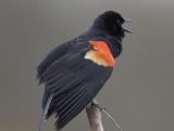 Red-winged Blackbird (M)