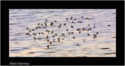  sanderlings.jpg