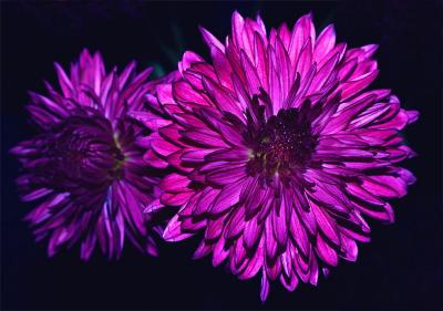 purplemum1.jpg