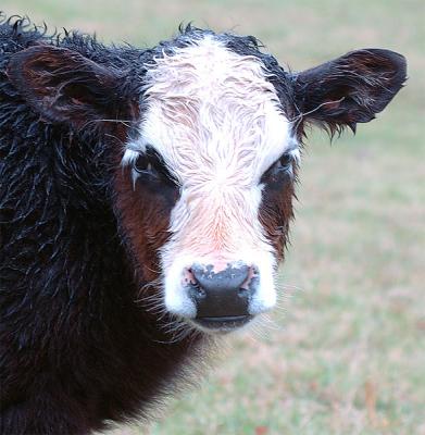 Not enough sense to come in out of the rain.