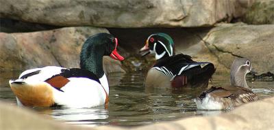Ducks at the Nashville Zoo