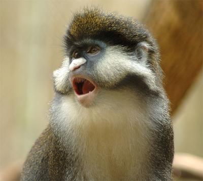 Guenon Monkey at the Nashville Zoo