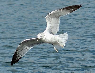 Gull at Centennial Park in Nashville