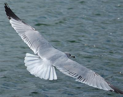 Gull at Centennial Park in Nashville