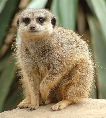 Meerkat at the Nashville Zoo