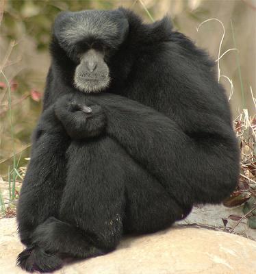 Siamang at Nashville Zoo