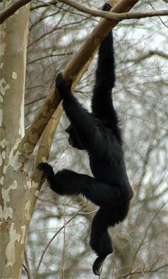 Siamang swinging from the trees at the Nashville Zoo