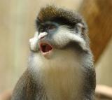 Guenon Monkey at the Nashville Zoo
