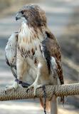 Hawk in captivity at Radnor Lake