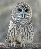 Owl in captivity at Radnor Lake