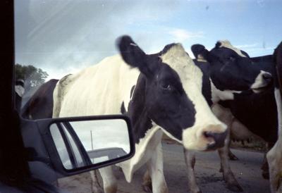road cows