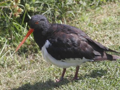  (South Island) pied oyster catcher