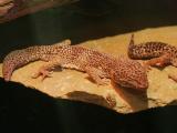 Leopard Gecko