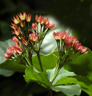 backlit buds.jpg