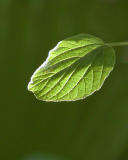 backlit leaf.jpg