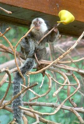 marmosets 4.jpg