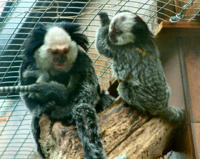 marmosets 2.jpg