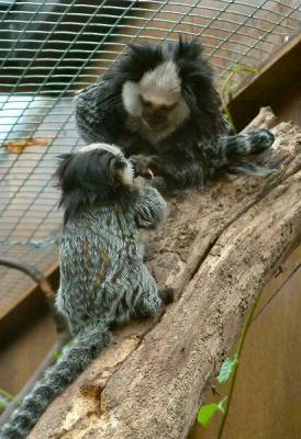 marmosets 1.jpg