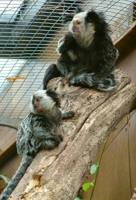 marmosets 5.jpg