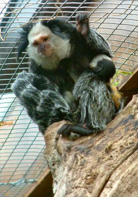 marmosets 6.jpg