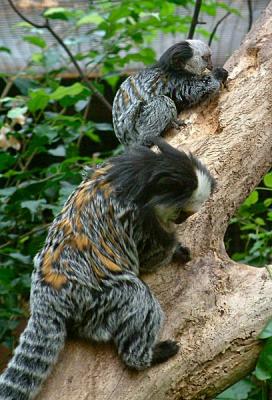marmosets 11.jpg