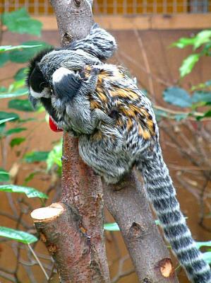 marmosets 16.jpg