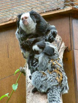 marmosets 17.jpg