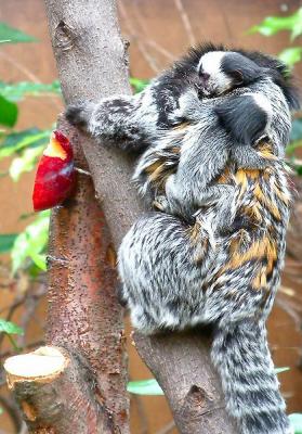 GEOFFROYS MARMOSETS
