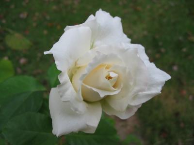 Last rose of summer 2003