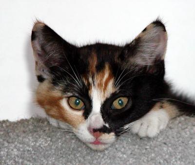 Kaya