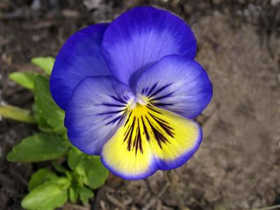 Pansy