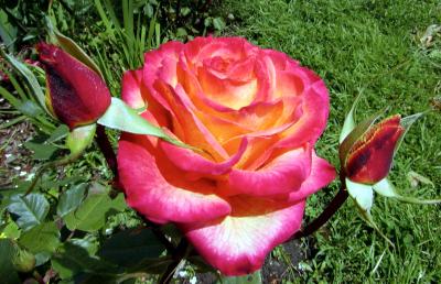 Sunset Rose