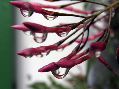 Wet Jasmine 2