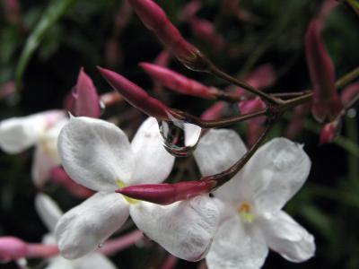 Wet Jasmine