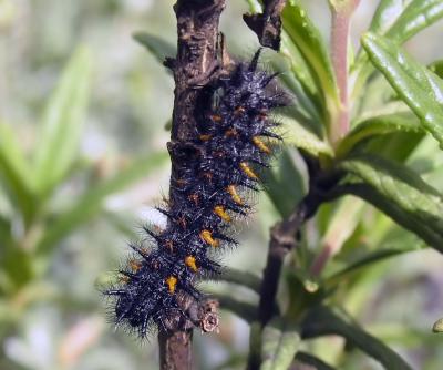 Caterpillar