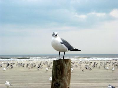 Galveston - The Birds - East Beach