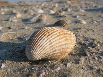 Galveston - East Beach