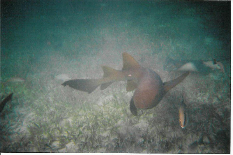 Shark-Ray Alley