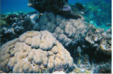 coral