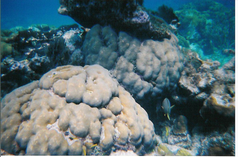 coral