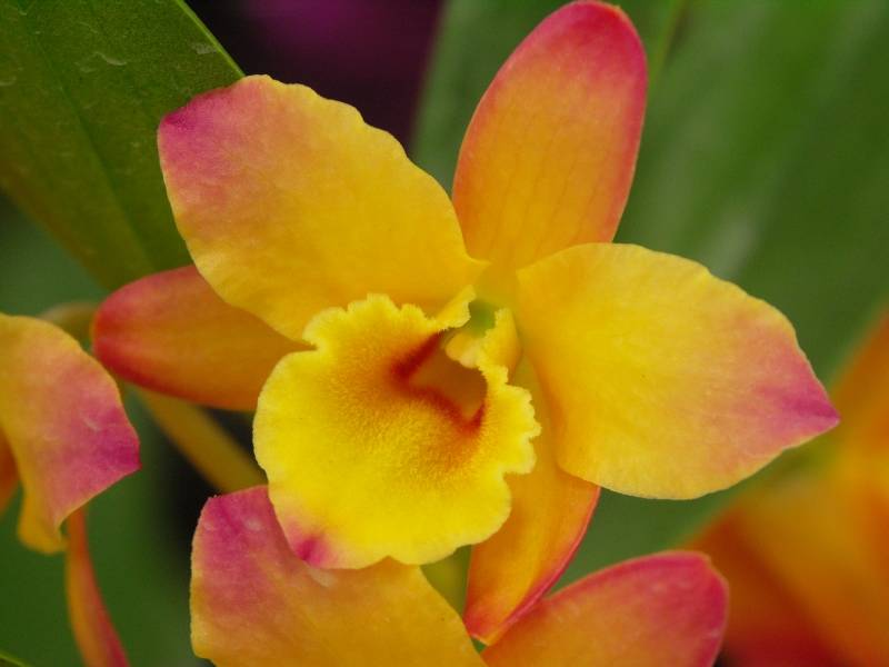 Dendrobium (Oriental Smile Fantasy)