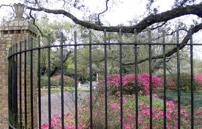 Iron fence and azaleas