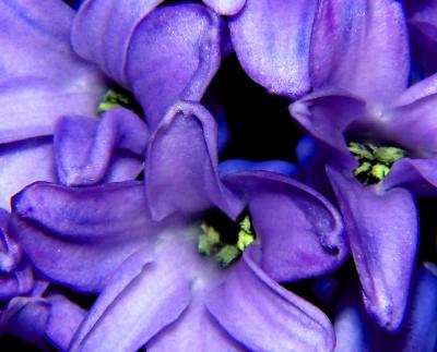 Hyacinth Blooms