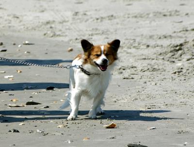 Beach Dog