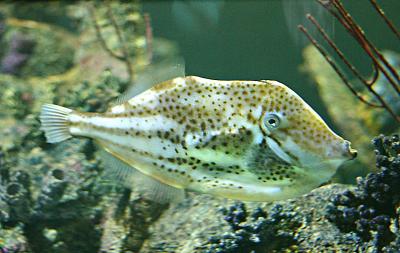 Now I know that it's a trigger fish, thanks to Kutztown Bio!