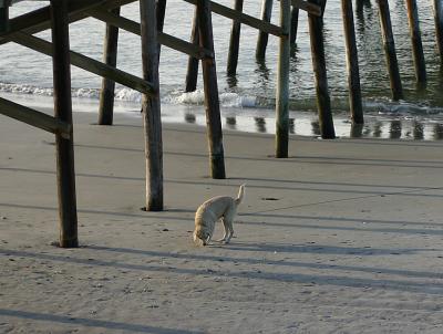 Dog at Beach