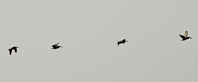 Follow the Leader 1