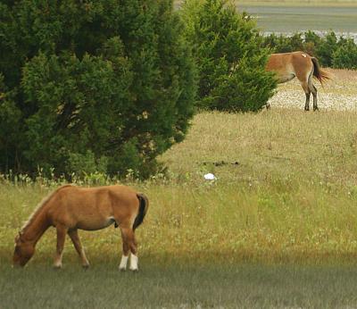 Wild Ponies on Shakleford Banks in NC 2