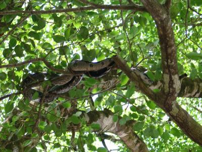 Costa Rica Boa (courtesy of LeRoy Zwier)