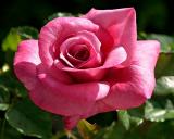 Hello Gorgeous Rose